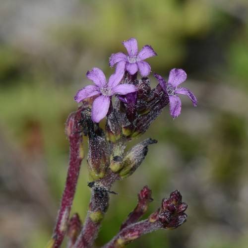 light-purple flowers with grey-white stamens, dark-purple buds and purple-pink stems
