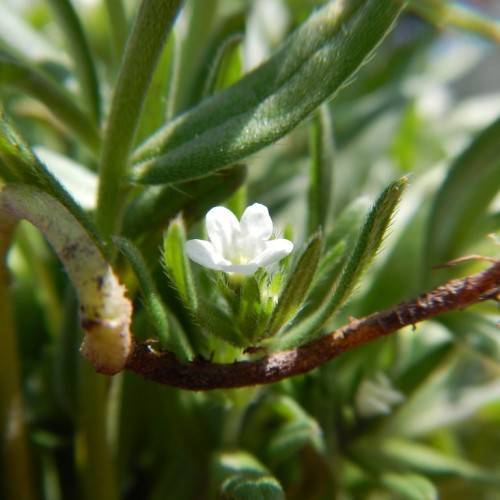 white flowers with light-yellow center, green leaves and brown-green stems
