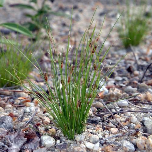 brown flowers with green foliage and stems