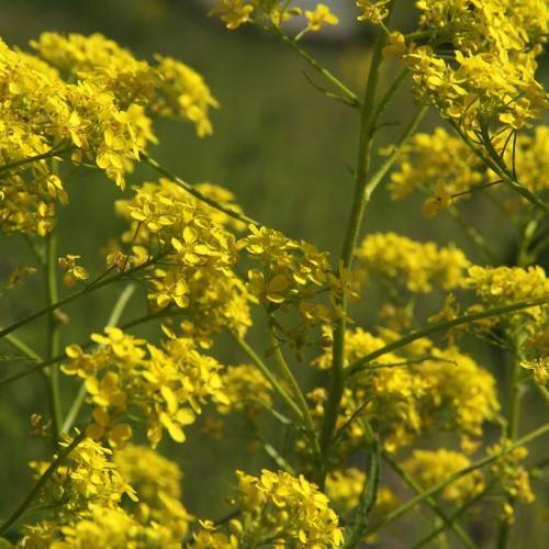 yellow flowers with yellow stamens on green-brown stems