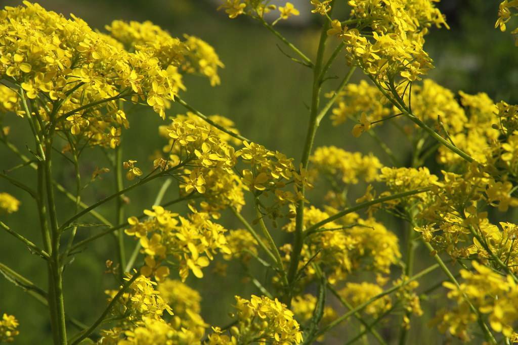 yellow flowers with yellow stamens on green-brown stems