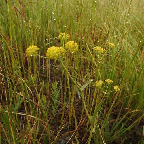 yellow flowers with green leaves and lime-brown stems
