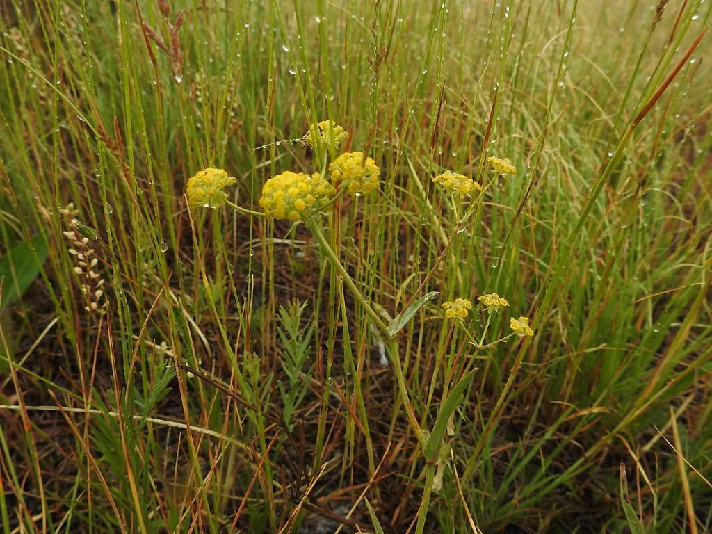 yellow flowers with green leaves and lime-brown  stems