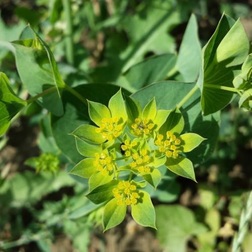 yellow-lime flowers with light-green stems and green leaves