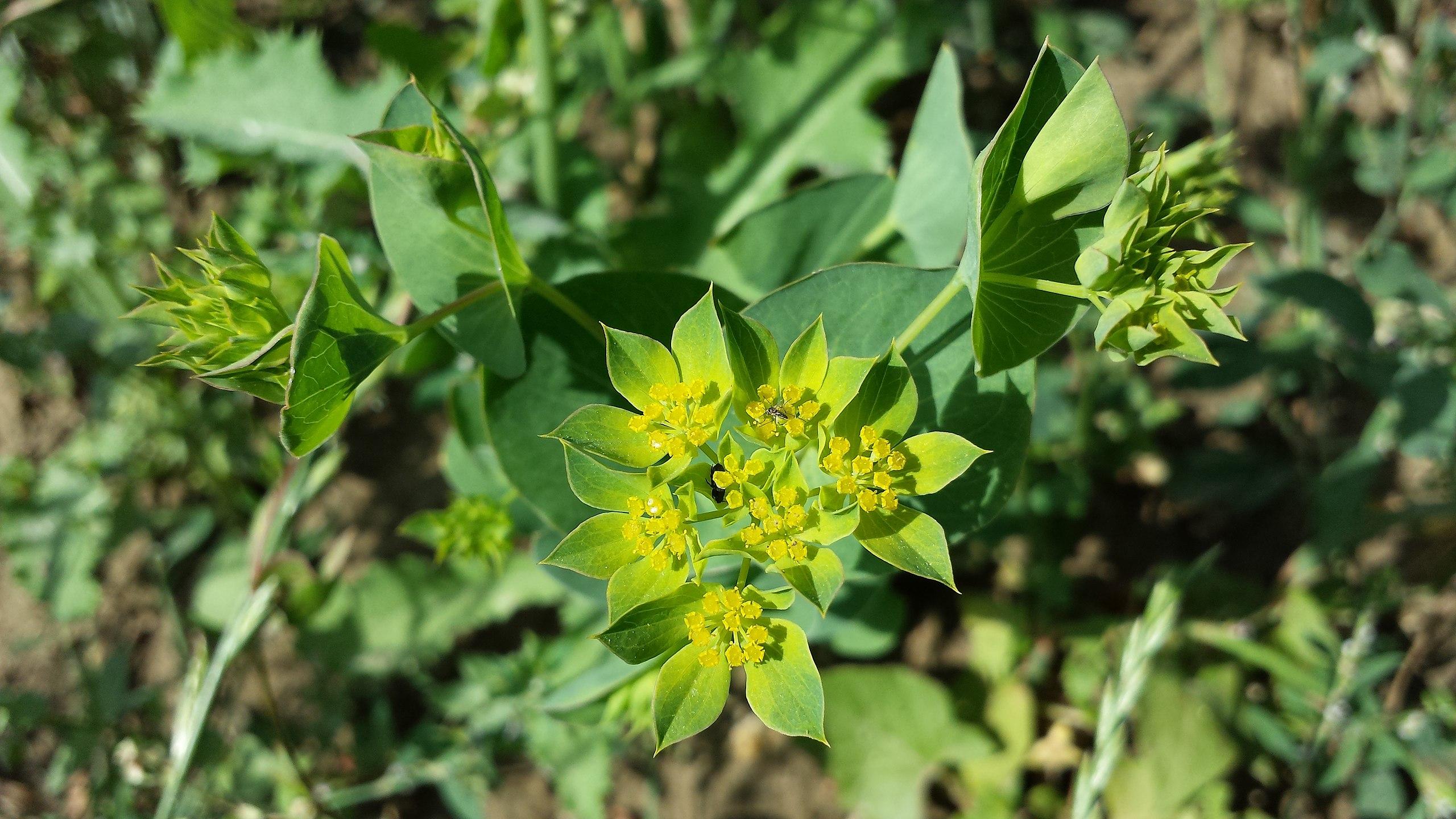 yellow-lime flowers with light-green stems and green leaves