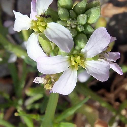 white flowers with yellow-green stamens, green buds, leaves and light-green stems