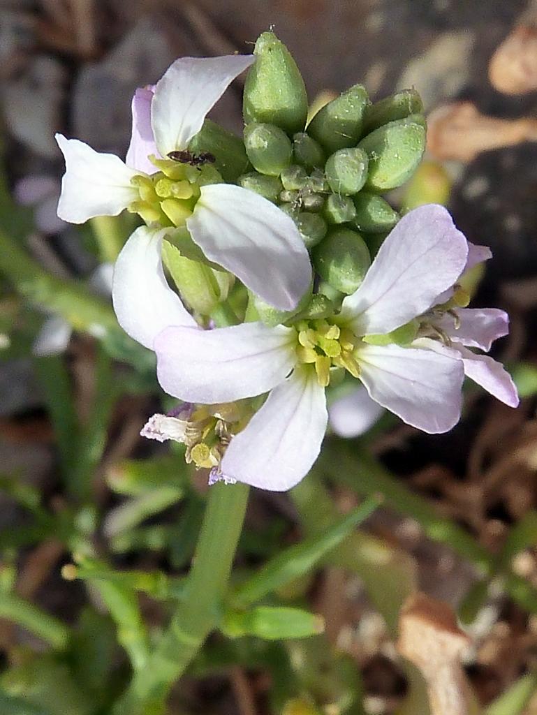 white flowers with yellow-green stamens, green buds, leaves and light-green stems