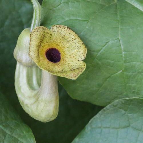 Green leaves and brown-purple flower, with green-yellow bulb.