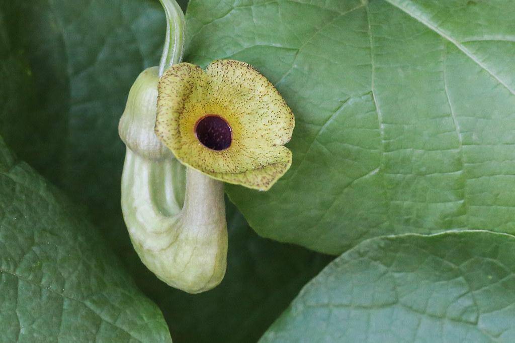 Green leaves and brown-purple flower, with green-yellow bulb.