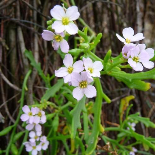 white flowers with yellow-lime stamens, yellow-green foliage and stems