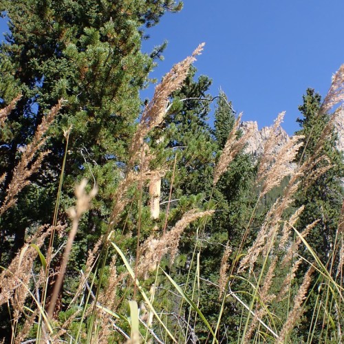 Beige-brown spikelet and stem.
