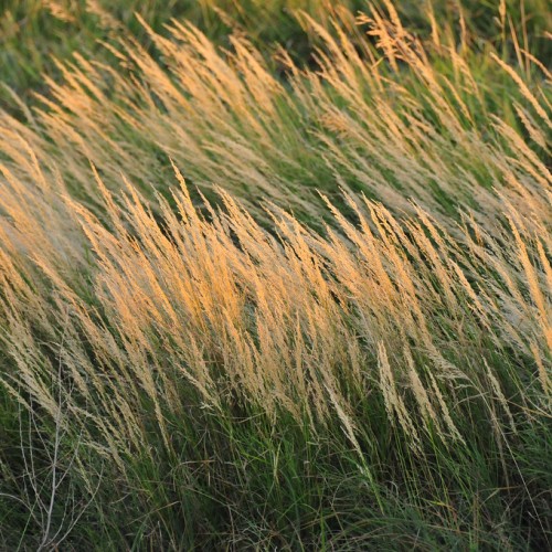 Beige foliage.
