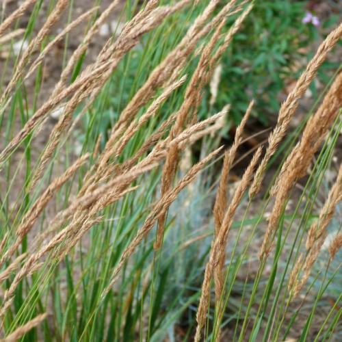 brown-beige spikelets with green stems and green foliage