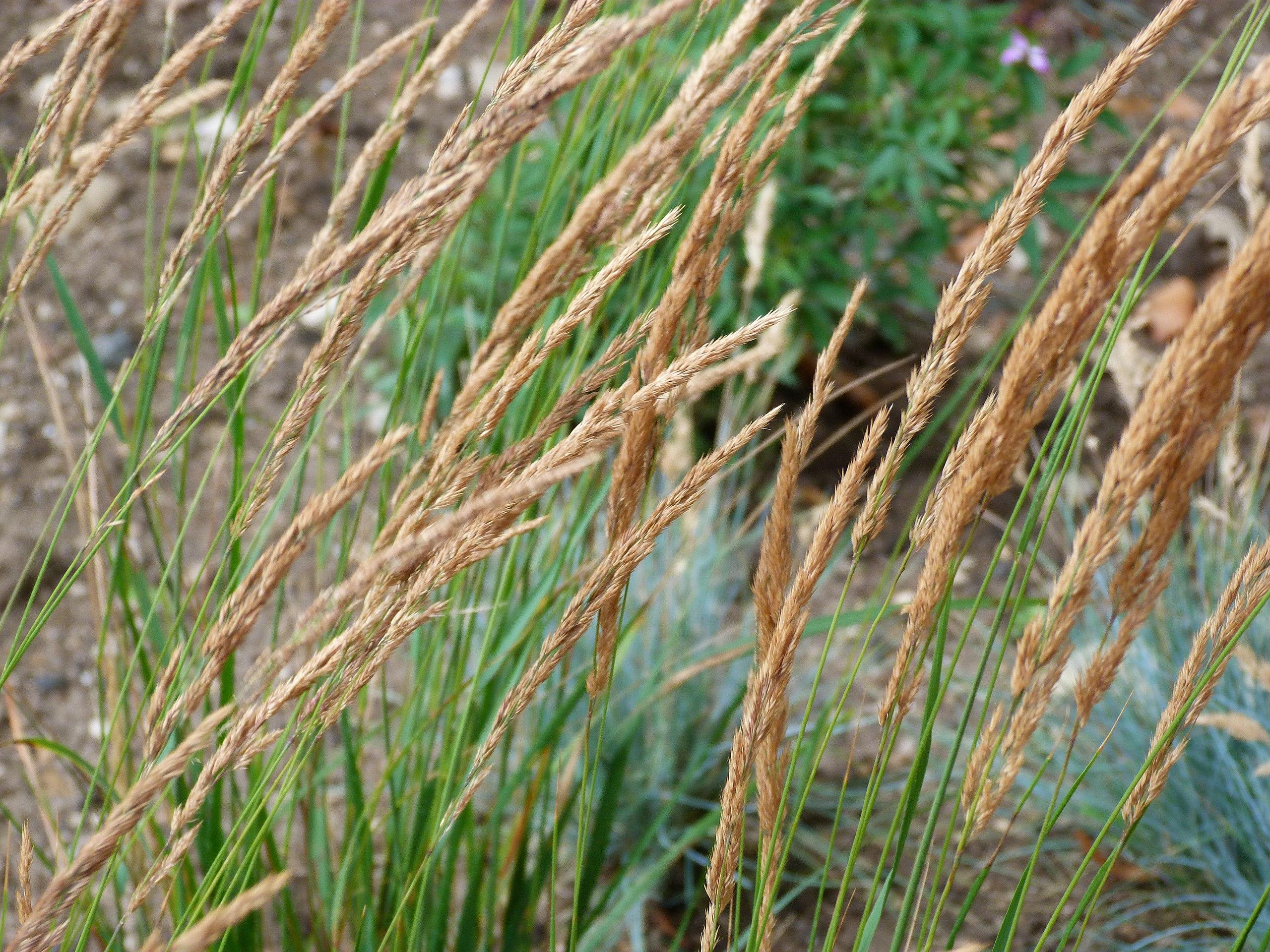 brown-beige spikelets with green stems and green foliage