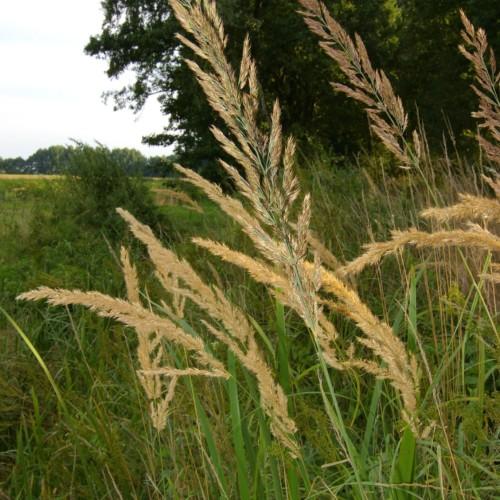 beige-brown spikelets with green leaves and stems