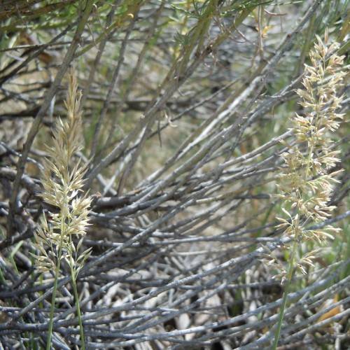yellow-white flowers on light-green stems and gray branches