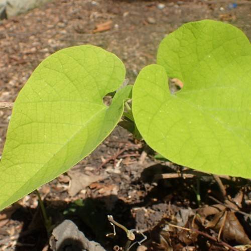 lime leaves with brown stems