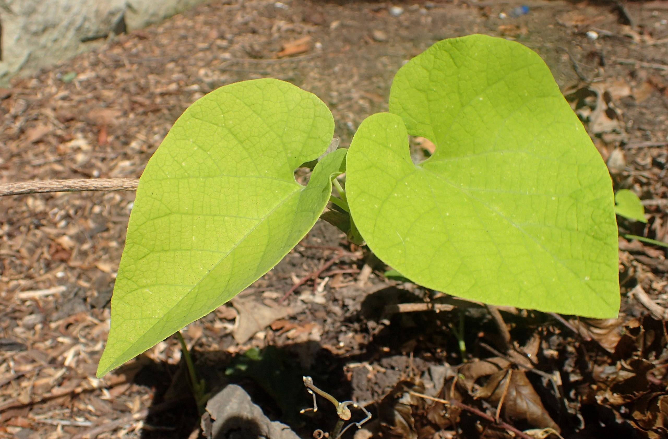 lime leaves with brown stems