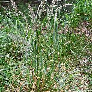 beige-green foliage and stems