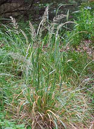 beige-green foliage and stems