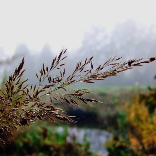 dark-brown foliage and stems
