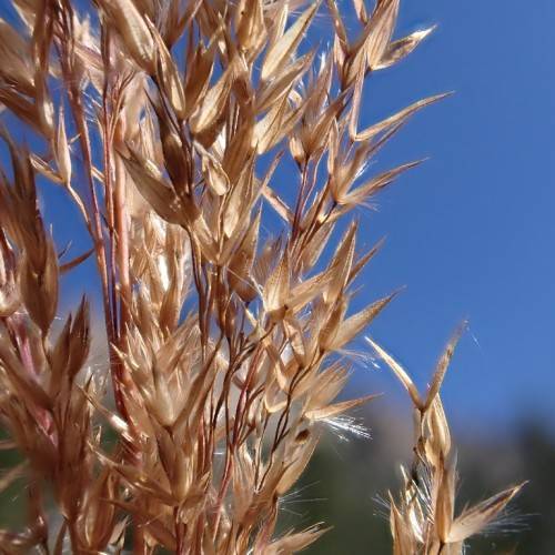 beige-brown foliage on brown stems