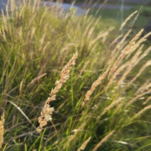 rose-gold spikelets with lime foliage