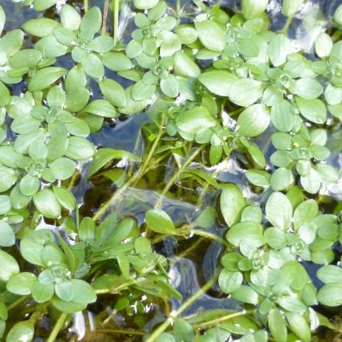 white buds with green leaves and stems