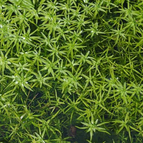 lime foliage