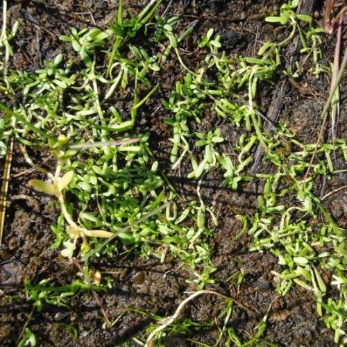 yellow-green foliage and stems