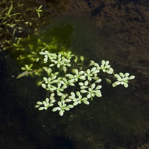 light-green leaves