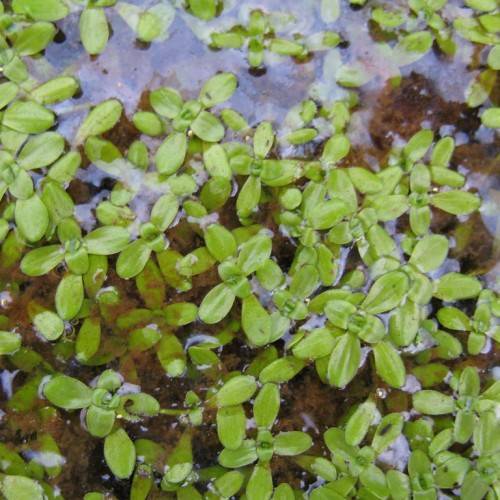 lime-green leaves