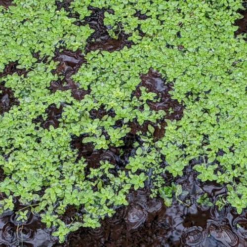 lime-green foliage