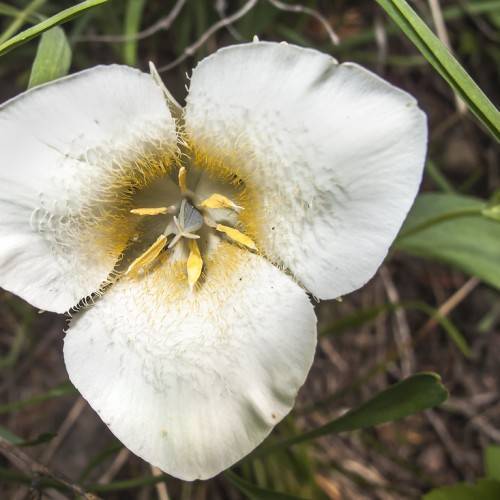 a white flower with yellow-white center, yellow stamens, light-green leaves and stems