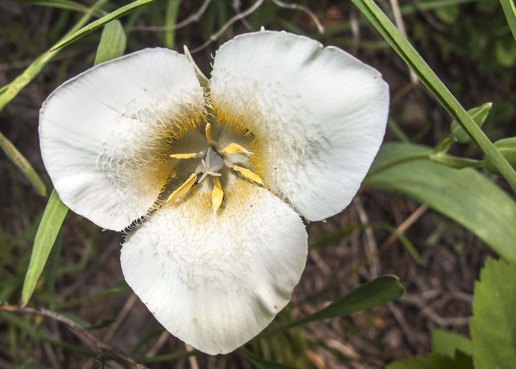 a white flower with yellow-white center, yellow stamens, light-green leaves and stems