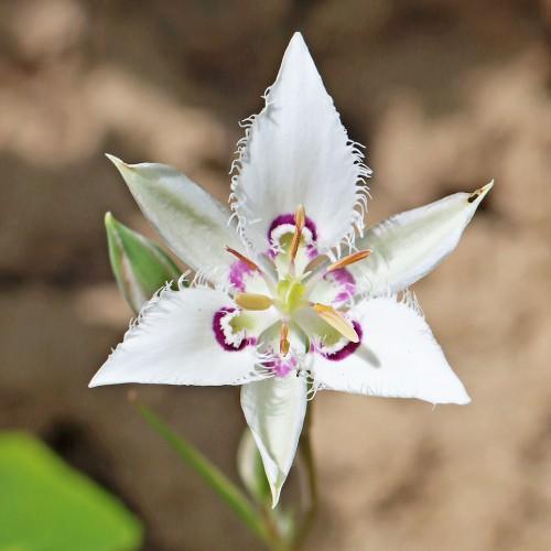 white-purple flower with orange stamens, white filaments, white hairs, green leaves and brown-green stem