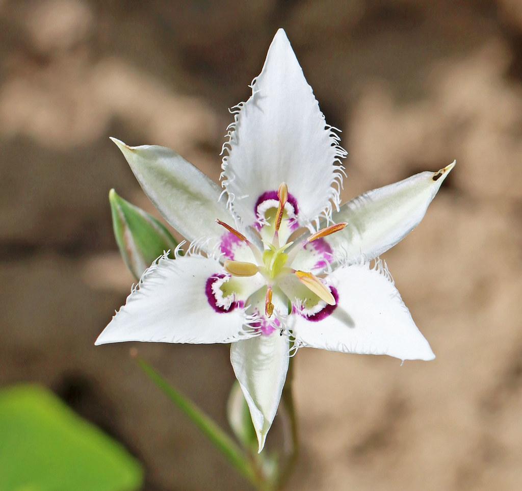 white-purple flower with orange stamens, white filaments, white hairs, green leaves and brown-green stem 