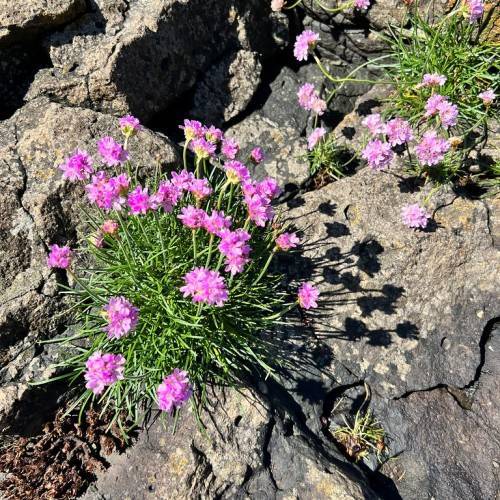 pink-purple flowers with yellow sepals, green foliage and stems