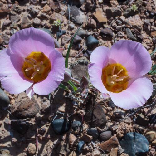 light-purple flowers with dark-yellow center, pink stamens and green leaves
