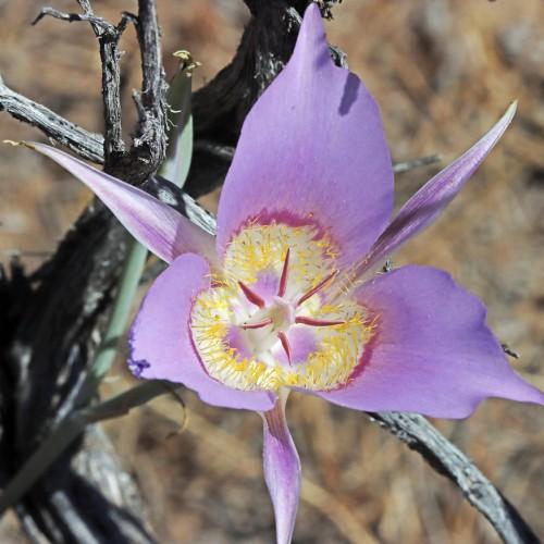 light-purple flower with yellow hairs, gray-green leaves and stems
