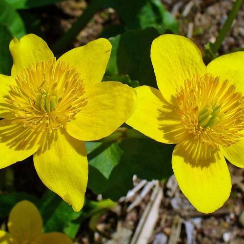 bright-yellow flowers with yellow stamens and green leaves