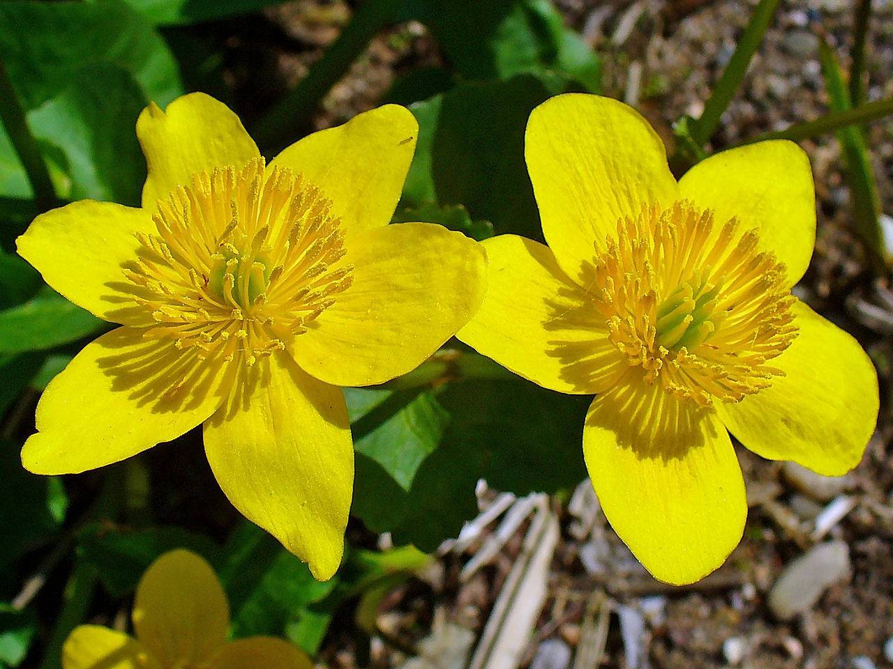 bright-yellow flowers with yellow stamens and green leaves
