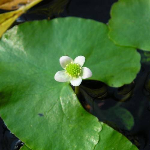 a white flower with lime-yellow center and green leaves