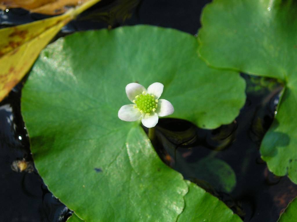 a white flower with lime-yellow center and green leaves 