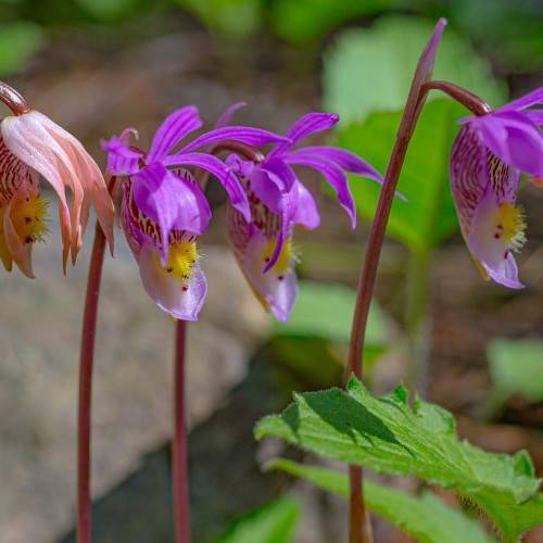 purple flowers with yellow stamens, green leaves and red stems