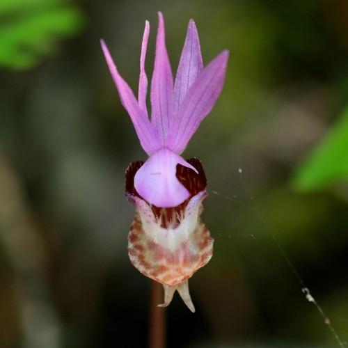 purple-burgundy flower with brown stem