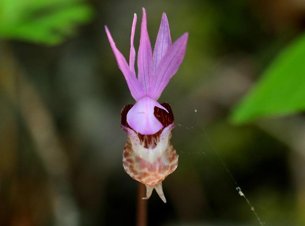 purple-burgundy flower with brown stem