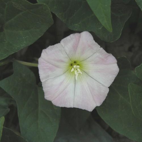 white-lavender flower with white stamens, lime-yellow center, light-green stem and dark-green leaves