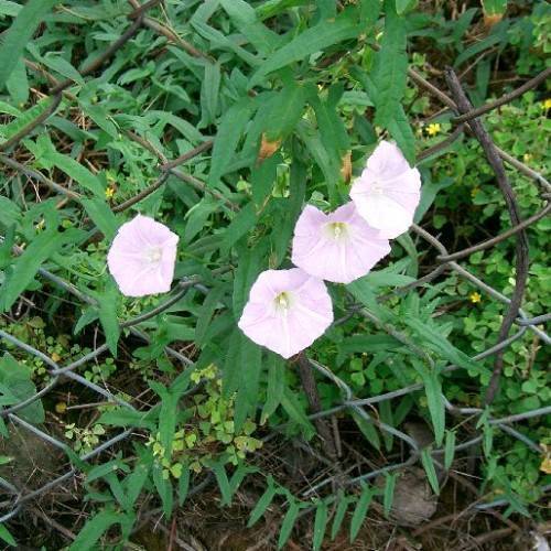 lavender-white flowers with green leaves and light-brown branches