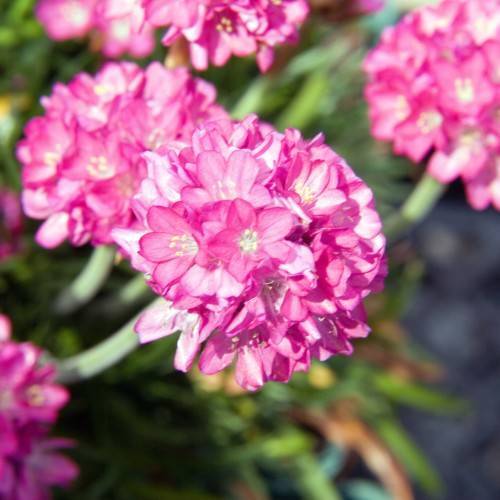 pink-white flowers with yellow stamens, green foliage and light-green stems
